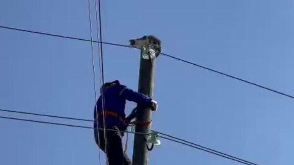 Сотрудник районных электросетей в Дагестане спасает кошку, которая залезла на опору линий электропередачи. Кадр видео