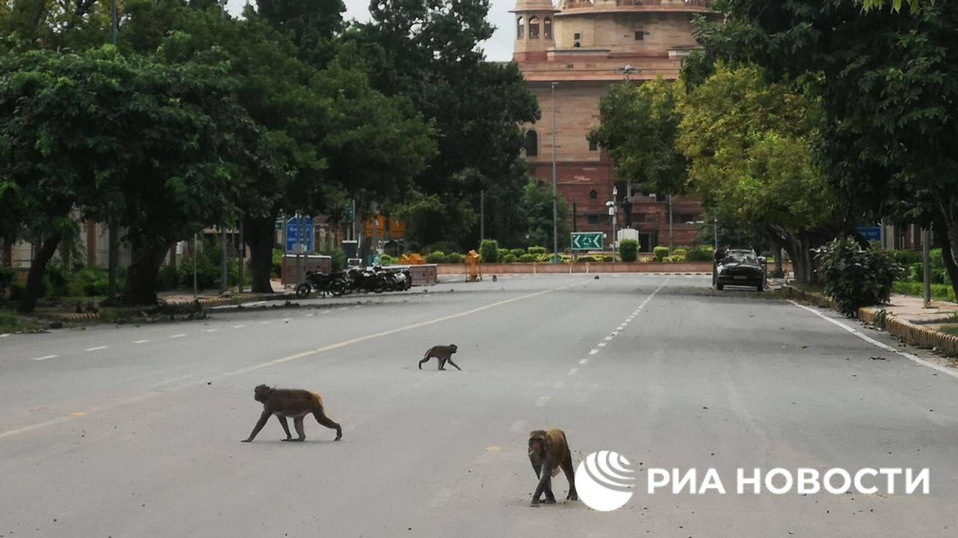 После саммита G20 на улицы Дели вернулись мартышки - РИА Новости, 10.09.2023