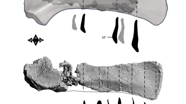 Сравнение 3D-моделей лопаток Australotitan cooperensis (сверху) и Diamantinasaurus matildae