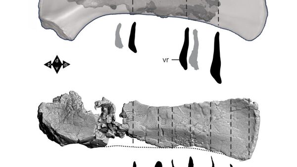 Сравнение 3D-моделей лопаток Australotitan cooperensis (сверху) и Diamantinasaurus matildae Сравнение 3D-моделей лопаток Australotitan cooperensis (сверху) и Diamantinasaurus matildae