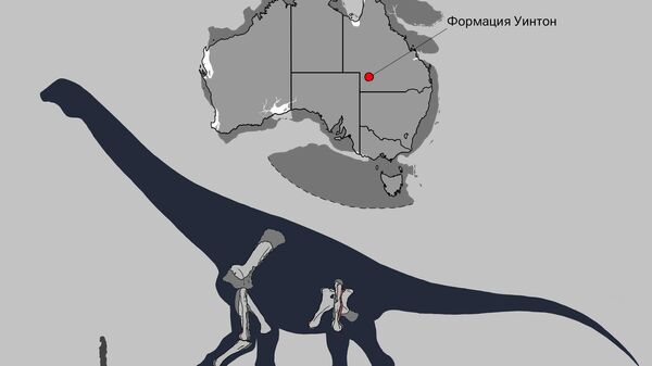 Скелет и размерная диаграмма экземпляра голотипа  Australotitan cooperensis. Известный материал выделен белым, реконструированный — серым, а деформированный — красным