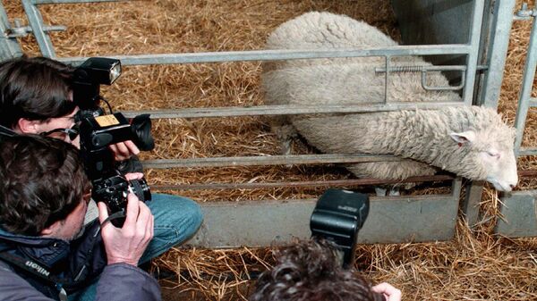 Семимесячная овечка Долли в окружении репортеров в Институте Рослина. 1997 год