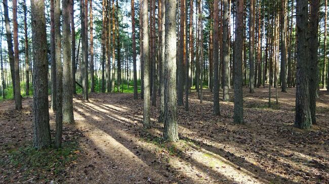 Остров посреди болота — самая дальняя точка экотропы