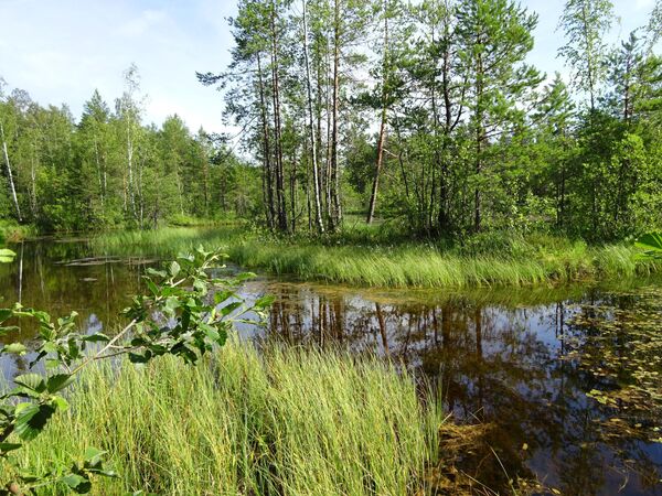 Сестрорецкое болото, озеро на месте песчаного карьера Сестрорецкое болото, озеро на месте песчаного карьера