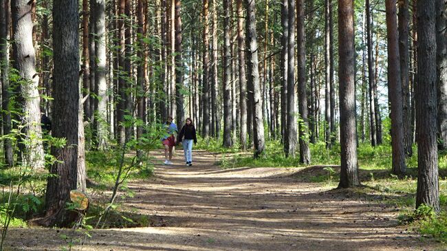 Сестрорецкое болото, тропа через лес