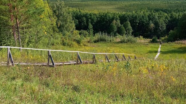 Сусанинское болото лежит у основания этих помостов, которые можно считать началом экотропы