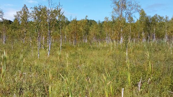 Сусанинское болото осенью Сусанинское болото осенью