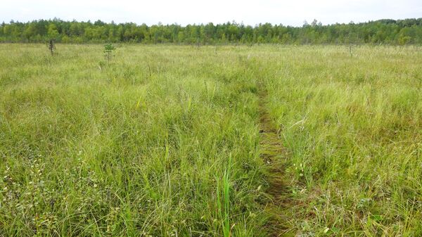 Тропа на Сусанинском болоте в некоторых местах без настила. После дождей по ней можно пройти только в болотных сапогах