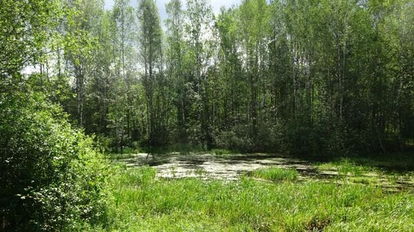 Ларин пруд на тропе Паустовского