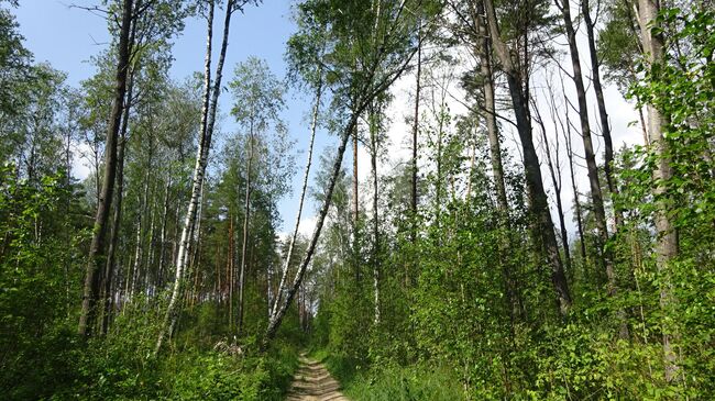 Пейзажи Мещеры на тропе Паустовского