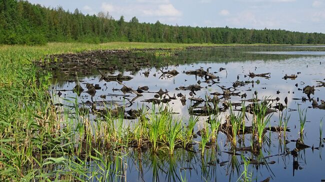 Черное озеро, затопленные пни