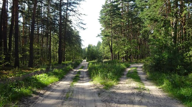 Тропа Паустовского около Солотчи