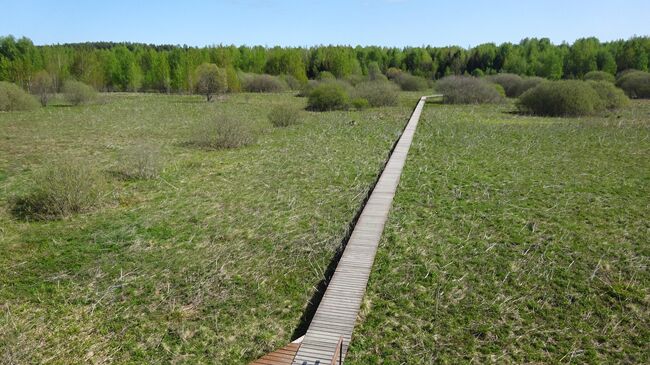 Экотропа В гостях у серой цапли проходит по заболоченному лугу