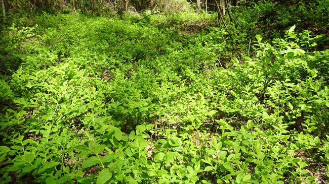 Экотропа Кухмарь, заросли черники