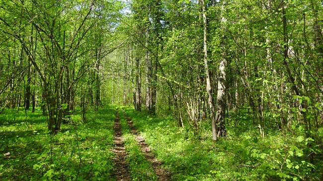 Экотропа Кухмарь, орешник