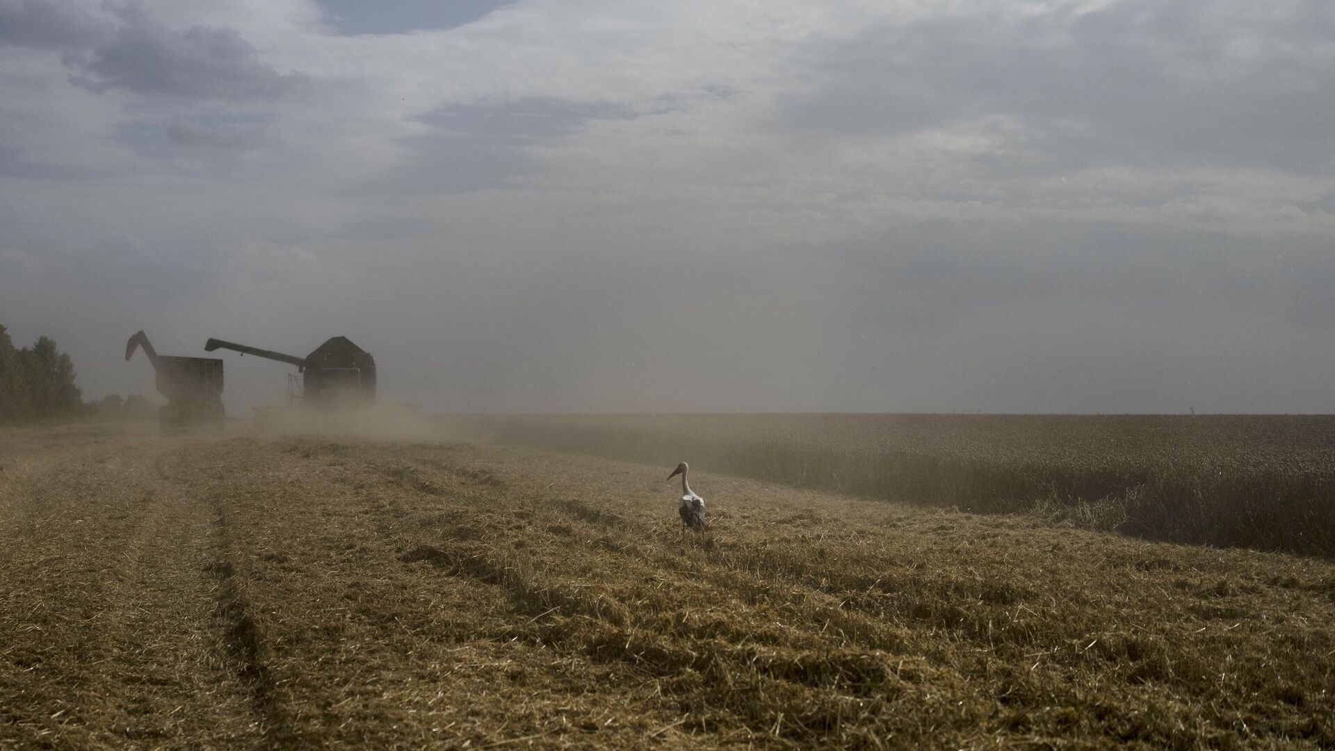 Комбайн на пшеничном поле собирает урожай в Черкасской области Украины - РИА Новости, 1920, 15.09.2023