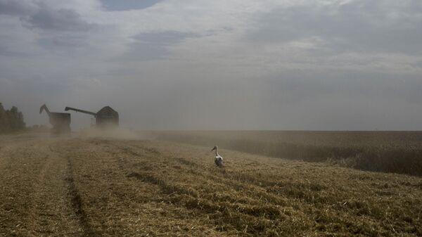 Комбайн на пшеничном поле собирает урожай в Черкасской области Украины