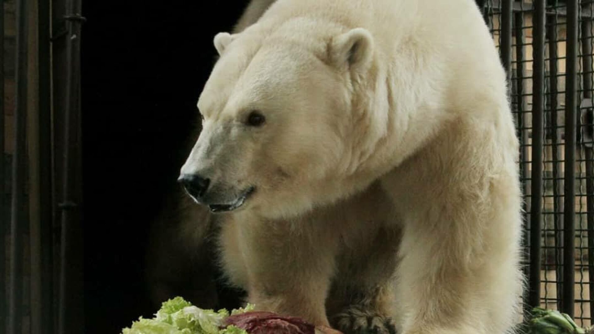 В зоопарке Екатеринбурга умерла белая медведица Айна - РИА Новости,  17.09.2023