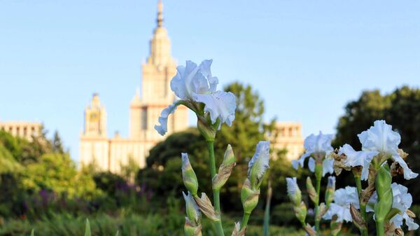 Повторное цветение ирисов в Ботаническом саду МГУ