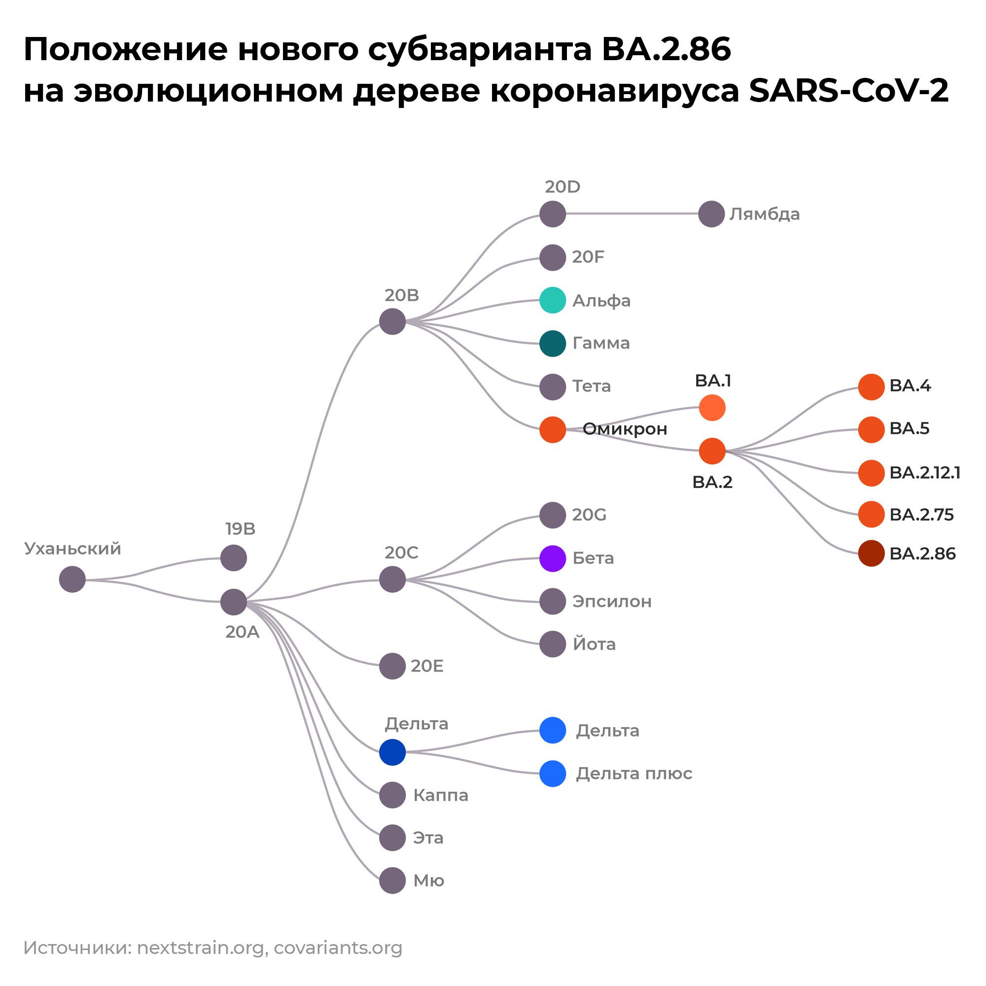 Эволюционное дерево коронавируса