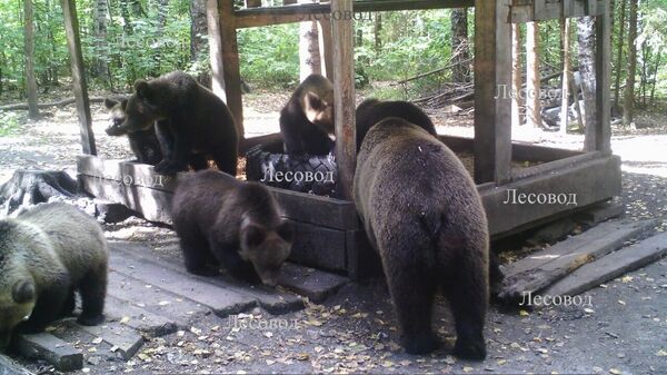 Медведица с медвежатами в охотхозяйстве Лесовод