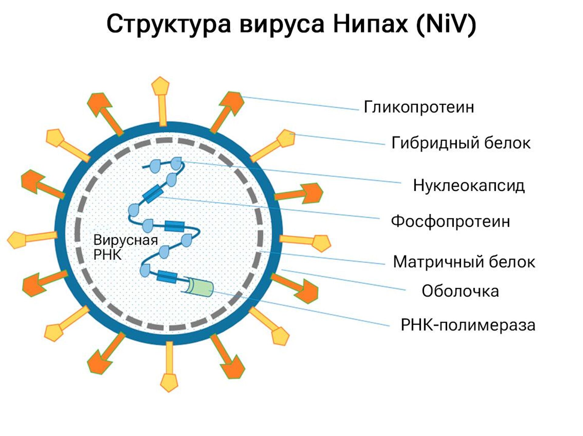 Структура вируса Нипах (NiV) - РИА Новости, 1920, 22.09.2023