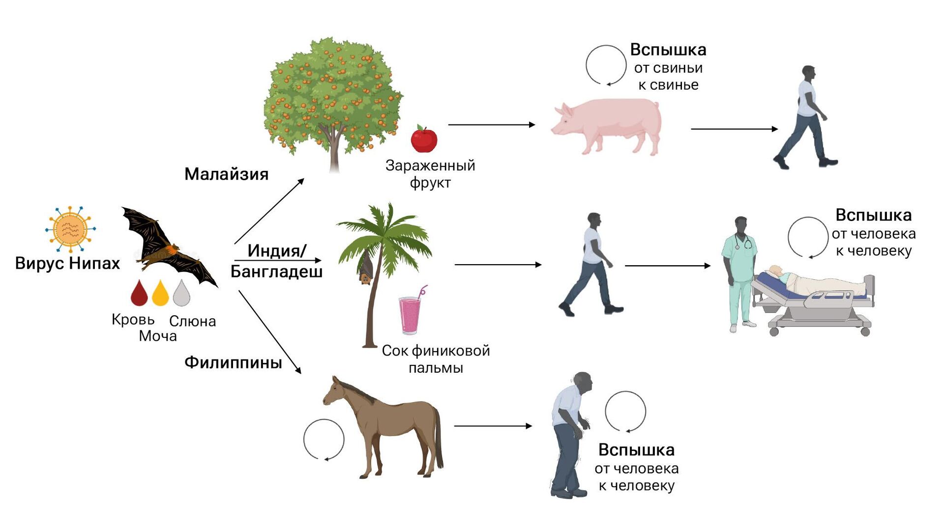 Вакцина нужна как можно скорее”. Грозит ли миру эпидемия вируса Нипах - РИА  Новости, 25.09.2023