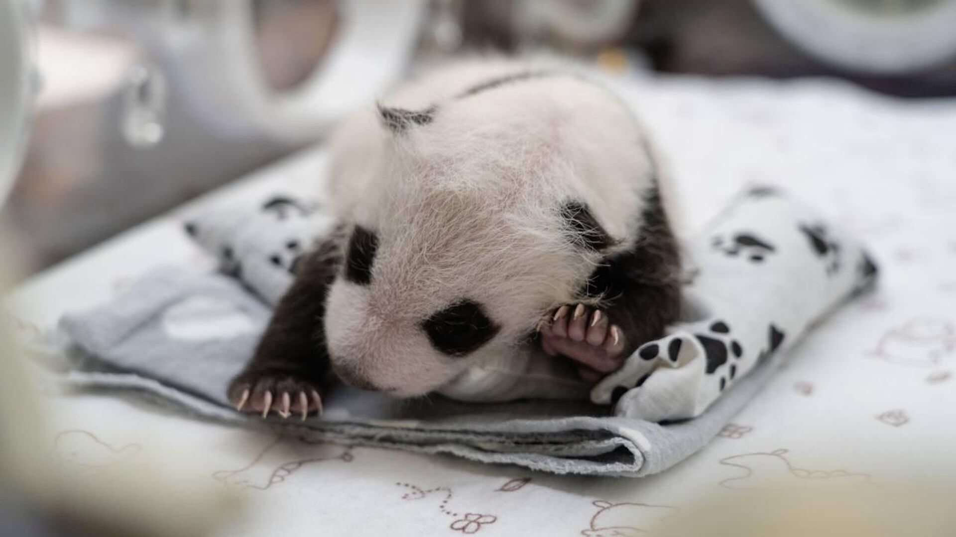 Детеныш панды, родившийся в Московском зоопарке - РИА Новости, 1920, 24.09.2023