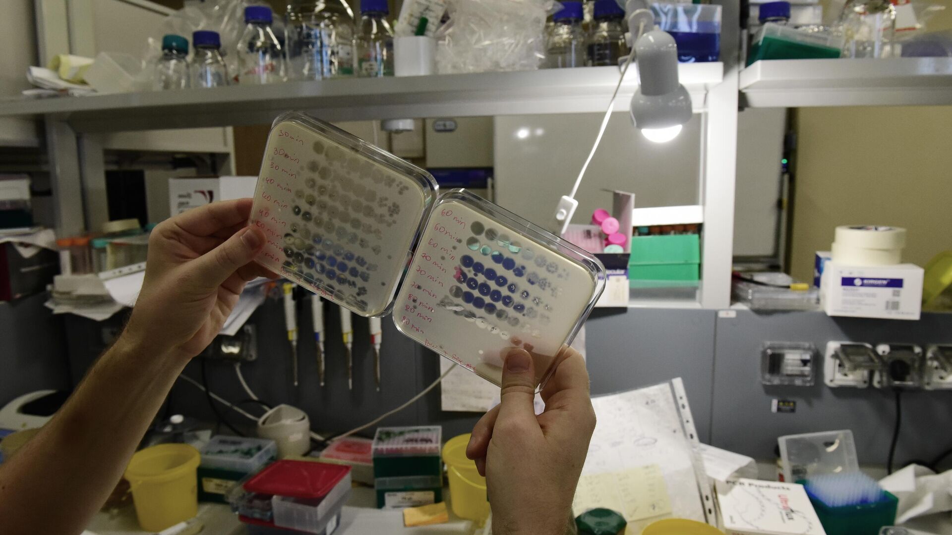 Лаборатория анализа метагеномов Сколтеха - РИА Новости, 1920, 29.09.2025