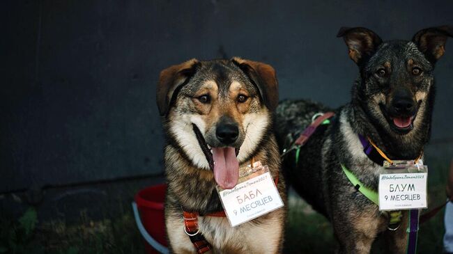 Выставка бездомных животных