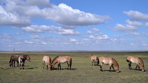 Лошади Пржевальского в Оренбургском заповеднике