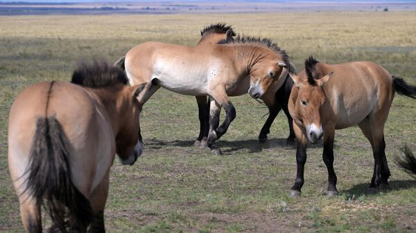 Многие вопросы лошади Пржевальского решают в драках, еще они любят чесать друг друга…