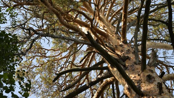 Сосна-Царица – дерево, признанное живым памятником природы