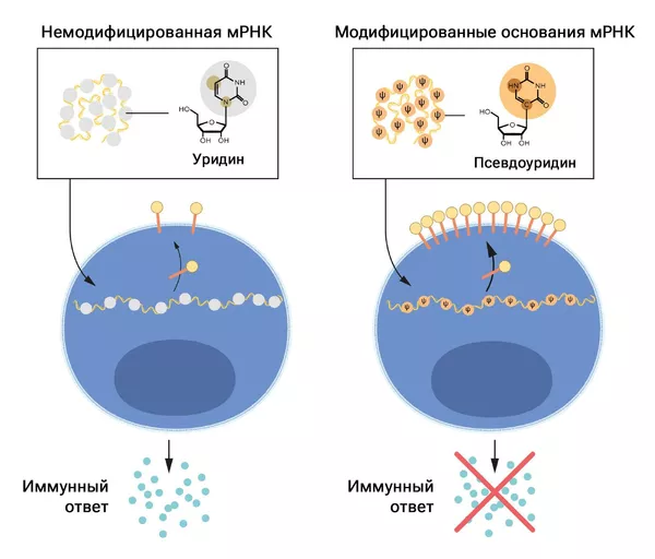 мРНК содержит четыре различных основания -  аденин, урацил, гуанин и цитозин. Нобелевские лауреаты обнаружили, что мРНК с модифицированными основаниями можно использовать для блокирования активации воспалительных реакций (секреции сигнальных молекул), а также увеличения выработки белка при доставке мРНК в клетки