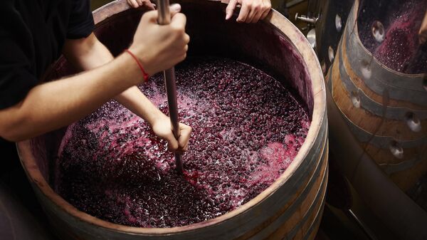 Работники винодельни производят вино
