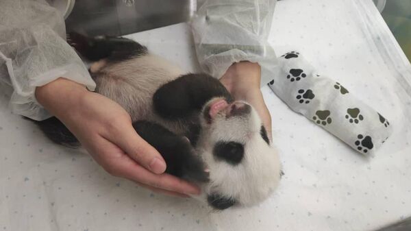 Детеныш панды, родившийся в зоопарке Москвы. Архивное фото