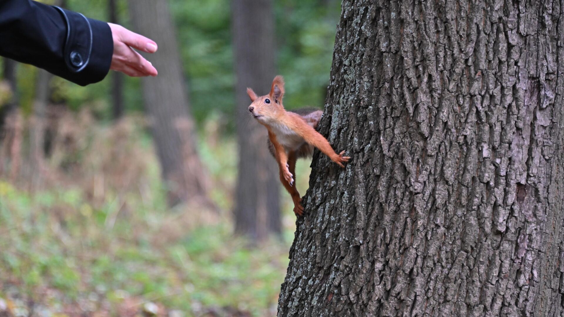 Белка в Парке  - РИА Новости, 1920, 24.04.2025