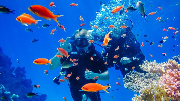 Погружение с аквалангом к коралловым рифам у побережья Красного моря в Египте
