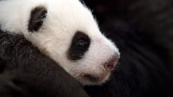 Детеныш панды, которая родилась в Московском зоопарке