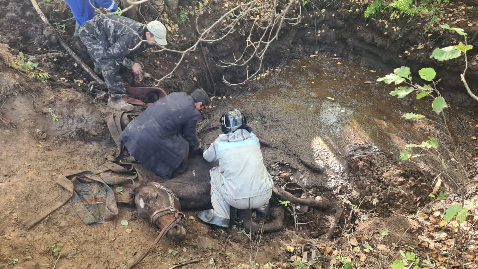 Спасатели аварийно-спасательной службы Ленинградской области оказали помощь лошади в поселке Шапки - РИА Новости, 1920, 06.10.2023