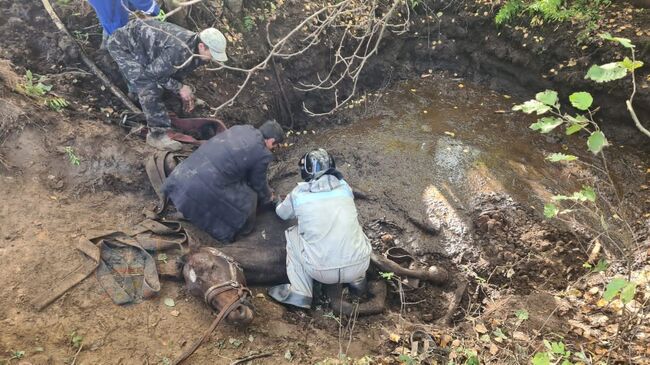 Спасатели аварийно-спасательной службы Ленинградской области оказали помощь лошади в поселке Шапки