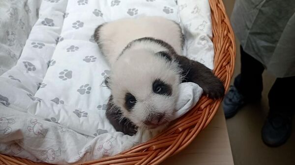 Детеныш панды открыл глаза. Кадры Московского зоопарка