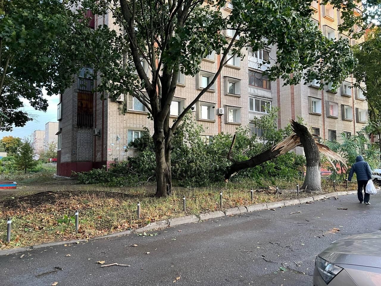 В Липецке дерево, поваленное сильным ветром, упало на девочку - РИА  Новости, 09.10.2023