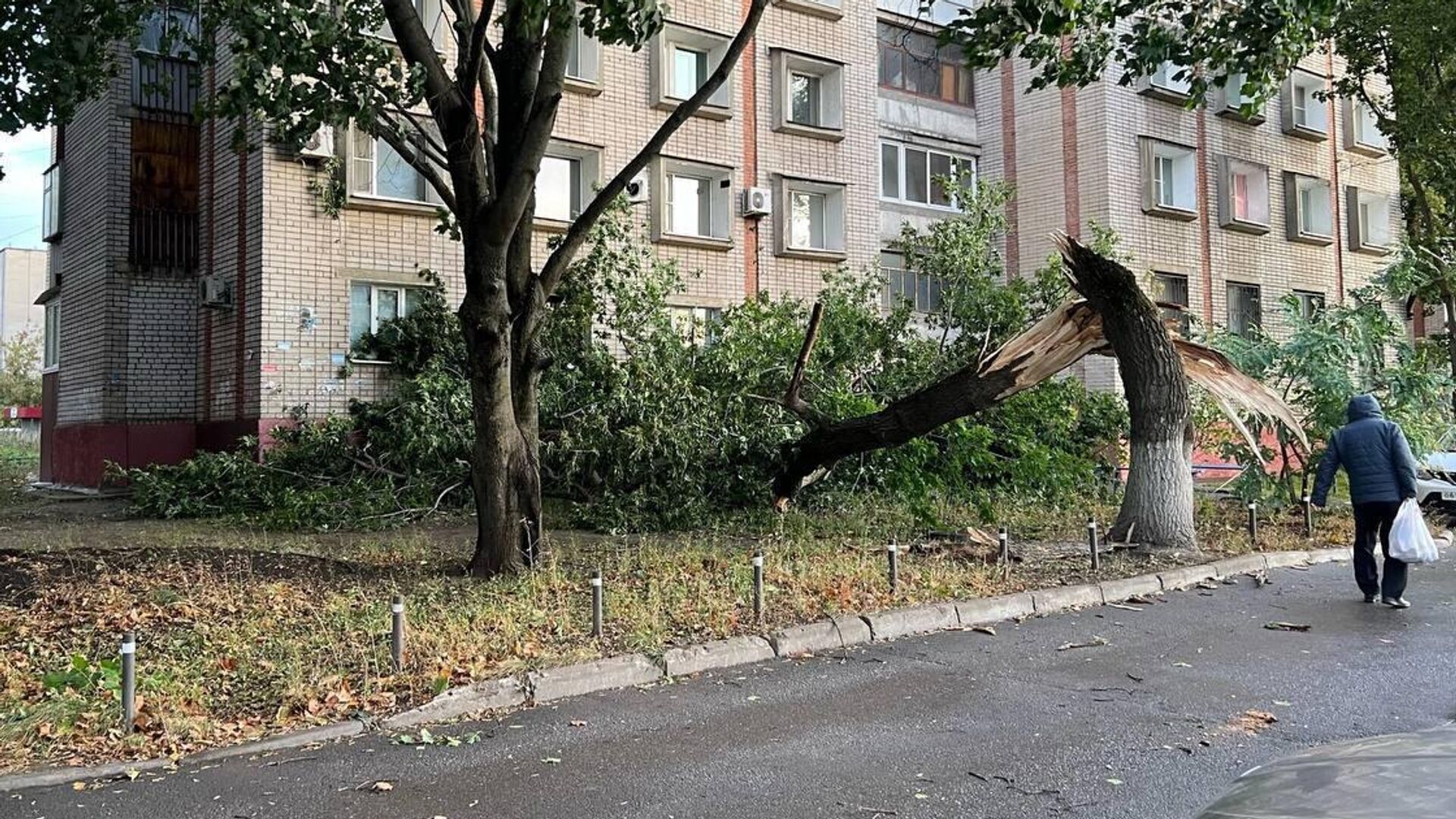 Дерево, поваленное сильным ветром в Липецке. 8 октября 2023 - РИА Новости, 1920, 08.10.2023