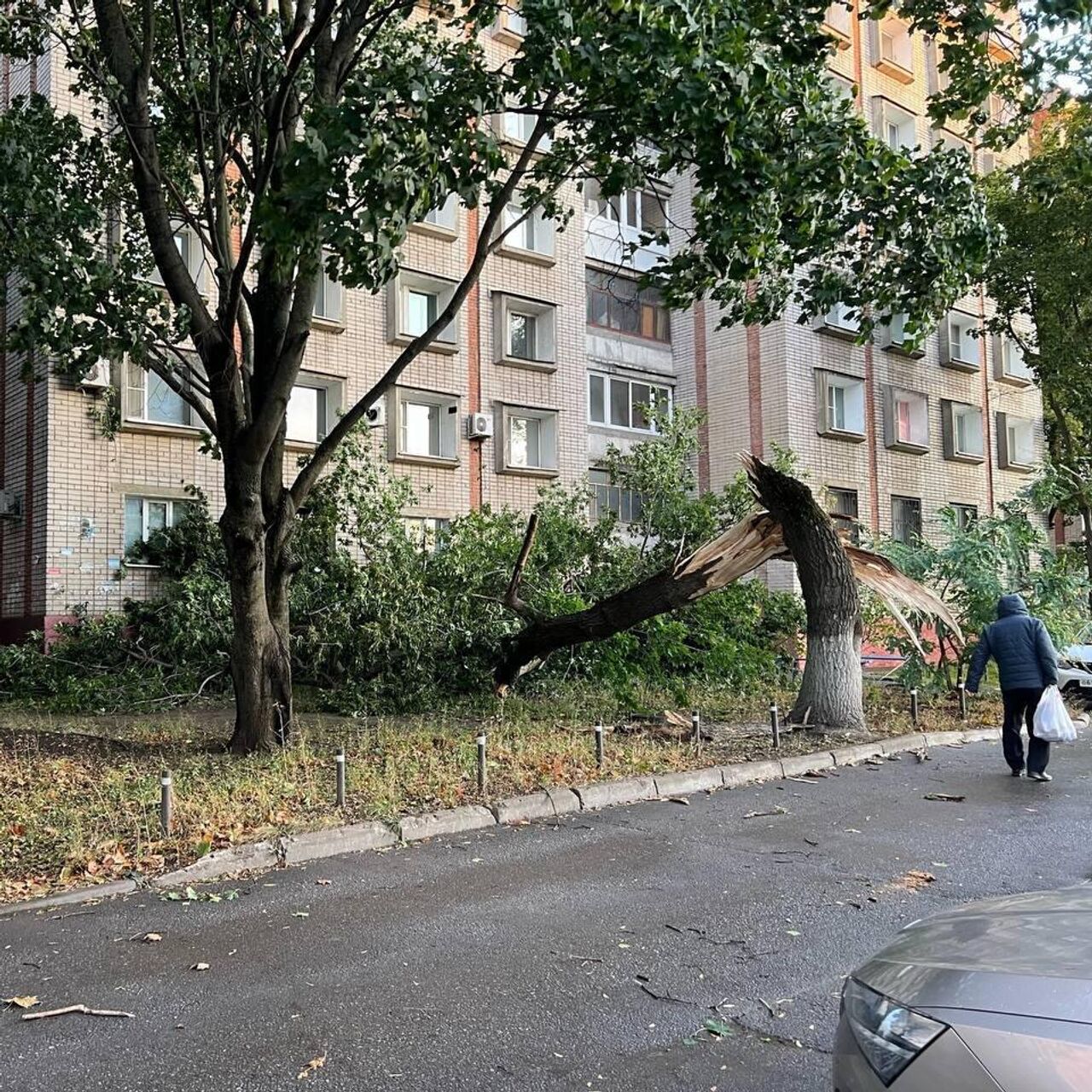 В Липецке дерево, поваленное сильным ветром, упало на девочку - РИА  Новости, 09.10.2023