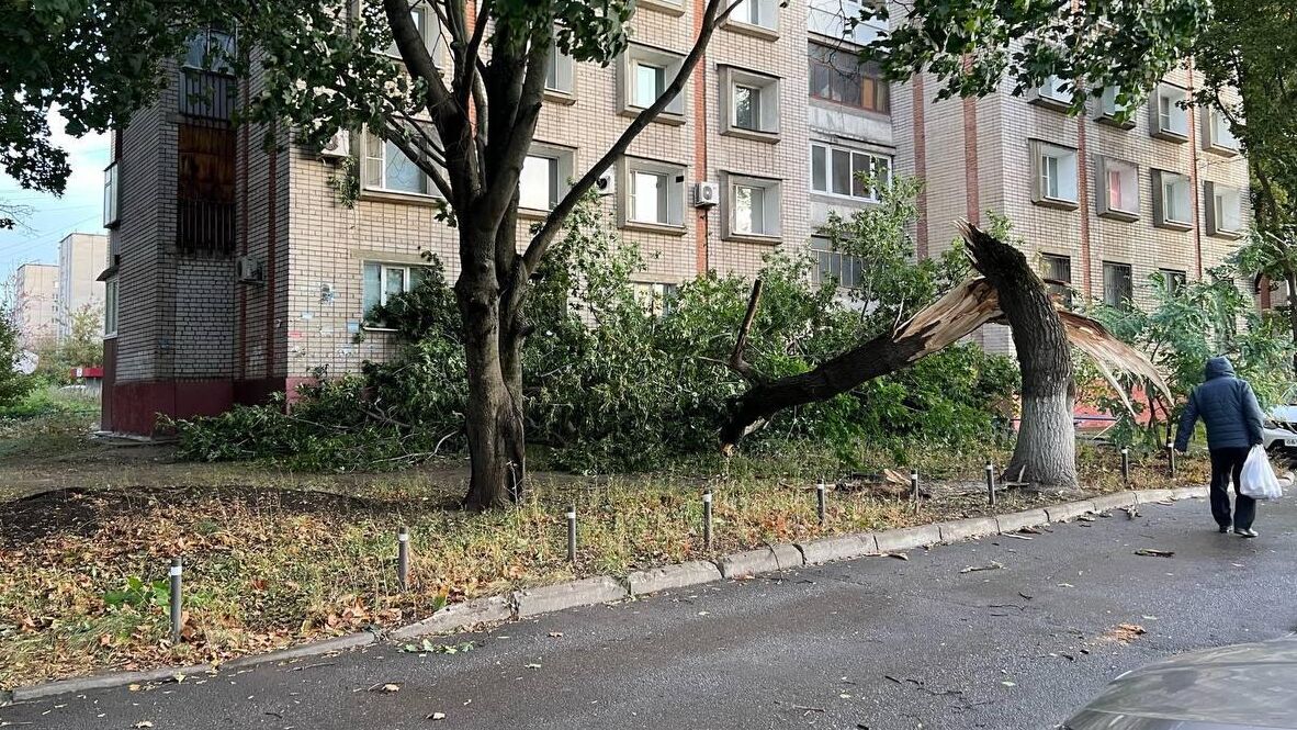 Дерево, поваленное сильным ветром в Липецке. 8 октября 2023 - РИА Новости, 1920, 08.10.2023