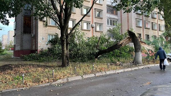 Дерево, поваленное сильным ветром в Липецке. 8 октября 2023
