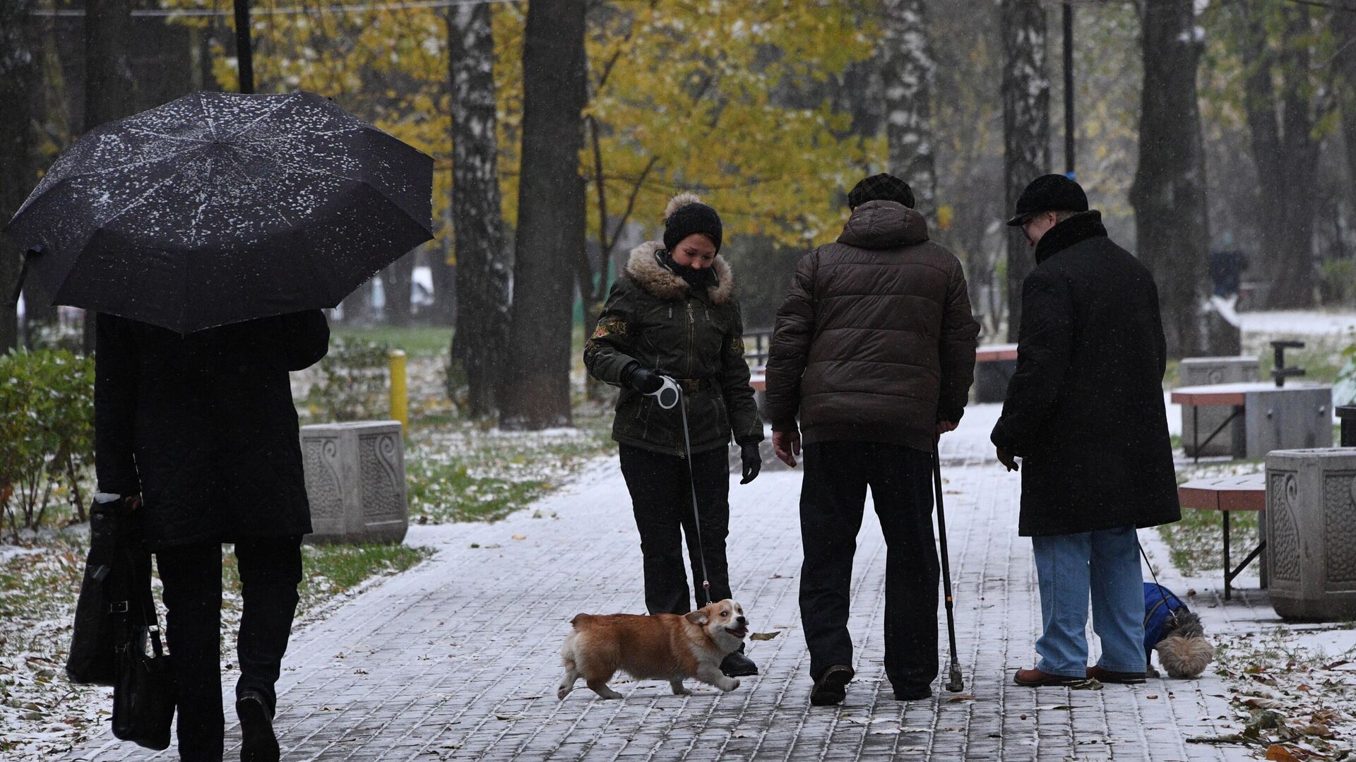 Люди выгуливают собак в одном из парков в Москве - РИА Новости, 1920, 19.10.2023