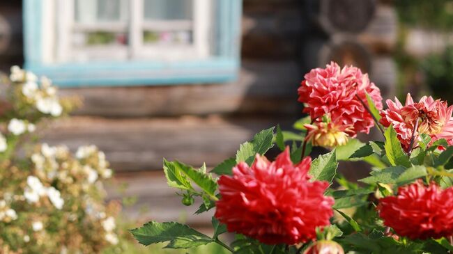 Осенние цветы Осенние цветы