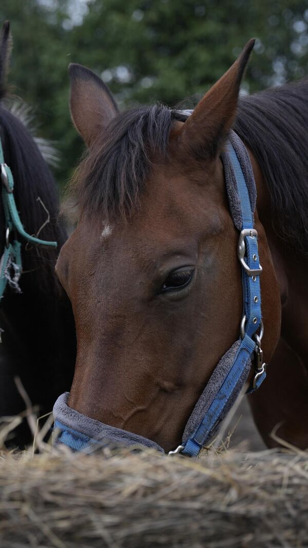 На конюшне На конюшне